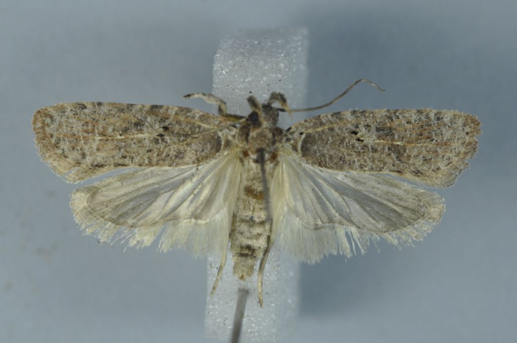 Due Agonopteryx da Malta - A. rutana e A. subpropinquella